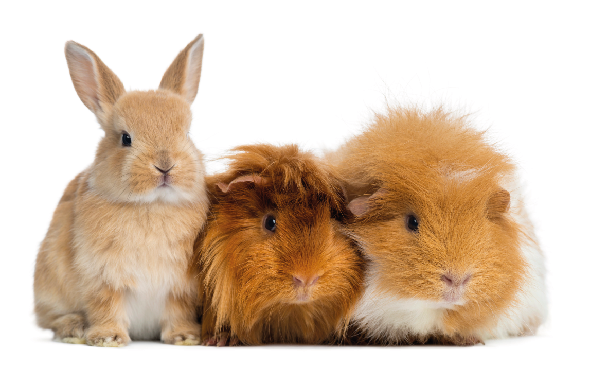 OEKO-KATZENSTREU.COM ökologischen Katzenstreu-Varietäten...