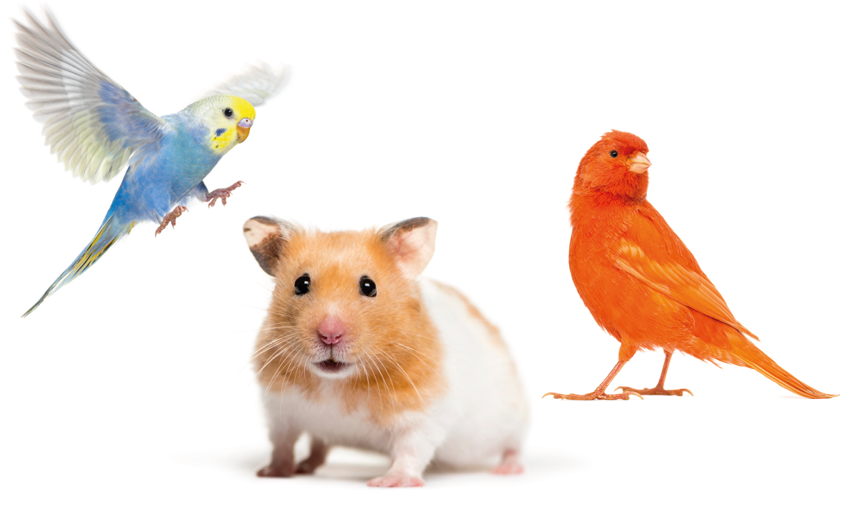 OEKO-KATZENSTREU.COM ökologischen Katzenstreu-Varietäten...